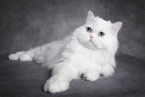 HEATED RIVALRY SUB INDO cek kucing anggora putih murah ganti ban baru dengan tanpa harus stok barang mobil image 5