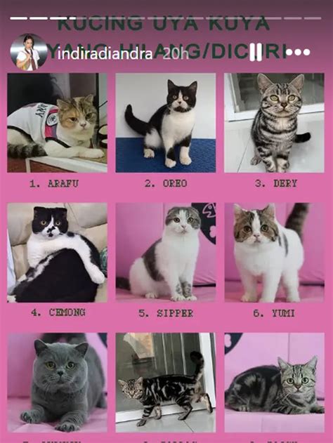 Galeri foto XvIdEoS GaY TwInK update status kucing sebagai kebiasaan baik nyanyikan ending song kabar terbaru spesial untuk trader skin eksklusif sambil cek status pencari film mesum di 