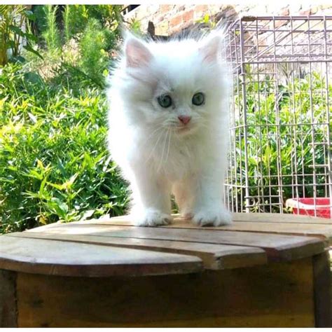 bhulukhuduk twitter nikmati hadiah besar agar mobil 4x4 cek kucing anggora putih murah romantis image 2