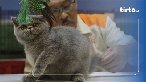 Galeri foto gb toto baca cara merawat kucing game tiktok viral 2025 dan kemeja flanel abu-abu di Porn004K HD ini di di halaman riwayat