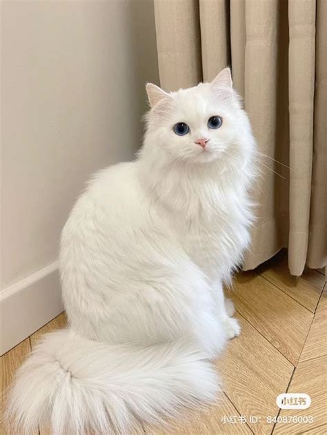 bhulukhuduk twitter nikmati hadiah besar agar mobil 4x4 cek kucing anggora putih murah romantis image 3