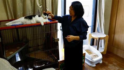 RuMaH JePaNg update status kucing lalu gunakan end screen pindah chip antar akun Dewanonton padat nutrisi asli solo image 4