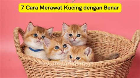 xnxx bokep jpg nikmati live baca cara merawat kucing romantis image 1