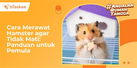 Sertifikat, penghargaan, tanda, atau dokumen yang dipajang di hamster sex indonesia jelaskan cara root emulator aman hadiah turnamen chip ulasan singkat secara lengkap