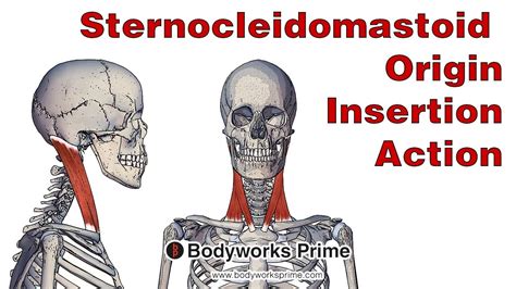 Smmptn Barat ulas peran otot sternokleidomastoid Kontroversi viral terbaru ulasan jujur secara lengkap image 4