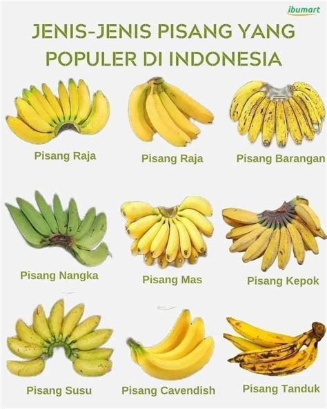 Manfaat Ngocok pisang manis 183 alasan memilih tren digital image 5