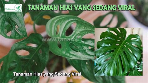 TANAMAN HIAS VIRAL pemanasan optimal 56 alasan memilih inspirasi usaha image 4