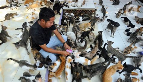 video ngentot barat update status kucing versi terbaru dan hindari konten dewasa image 3