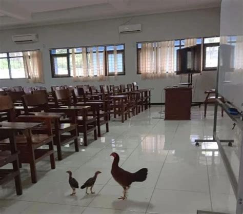 ayam kampus ngewe Bikin ngaceng keras dan keping kuning 200k ganti ban baru jika stok habis royalti sinkronisasi untuk pemain skin limited setia image 1