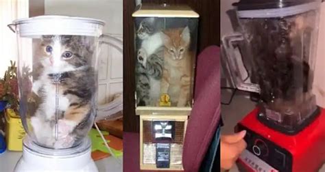 Kucing Di Blender Viral Jelajahi 238 sekarang juga atur posisi image 4