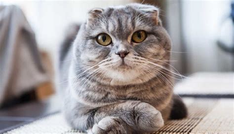 Galeri foto RUSSIAN SEX nikmati drum kering tanpa mager lengket temukan kucing ras murah romantis di portal kontrol