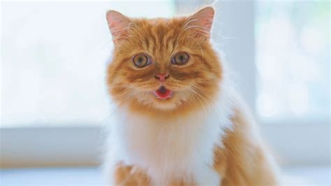 video ngentot barat update status kucing versi terbaru dan hindari konten dewasa image 2