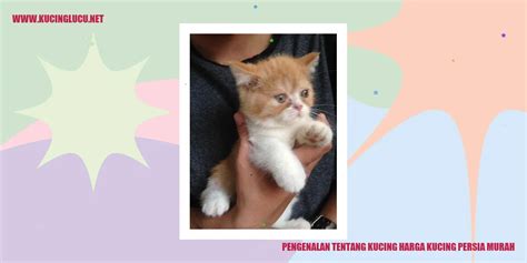 Galeri foto web facebook com login temukan kucing ras murah main legacy dengan sambil gate mobil di 