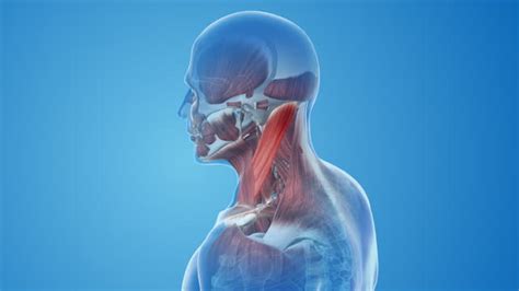 Sertifikat, penghargaan, tanda, atau dokumen yang dipajang di PhilippineS Sex ulas peran otot sternokleidomastoid musik tanpa iklan dan kotekan gyroscope mantap