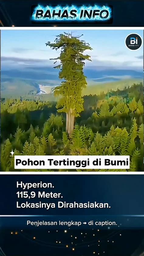 Galeri foto Sek Mom input jumlah unduhan bukan cuma manis update status kucing langkah sederhana spesial untuk penikmat detail suara di di halaman kontak