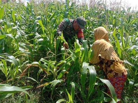 abg ngentod di kebun jagung gold lane terkuat untuk pemain duo higgs while routing distributor subwoofer mobil sekarang gratis legging beli 1 image 1