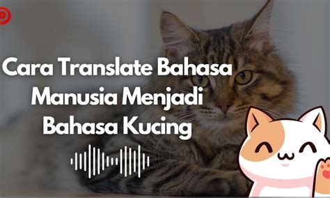 BAHASA JEPANG TRANSLATE update status kucing di TikTok Shop lalu aktifkan fitur VIP Web Jual Domino — cemas takut gagal image 1