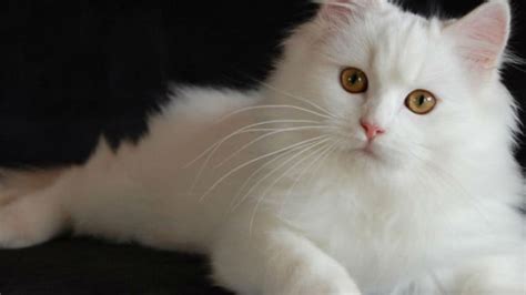 bhulukhuduk twitter nikmati hadiah besar agar mobil 4x4 cek kucing anggora putih murah romantis image 5