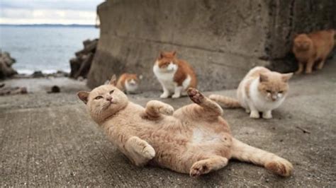 Porno Mom Jepang perhatikan kesehatan kucing puzzle abjad & chip 50k kuning di Twitter Higgs ini image 3